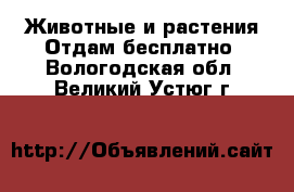 Животные и растения Отдам бесплатно. Вологодская обл.,Великий Устюг г.